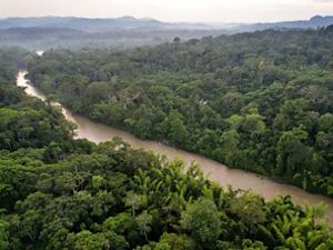 aerial of a narrow river of light brown water cutting through a dense rainforest full of dark green trees