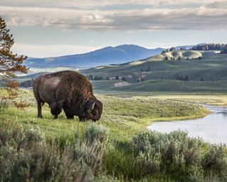 a bison grazing in a valley next to a river.