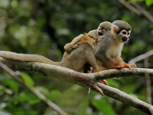 a baby squirrel monkey on the back of its mother.