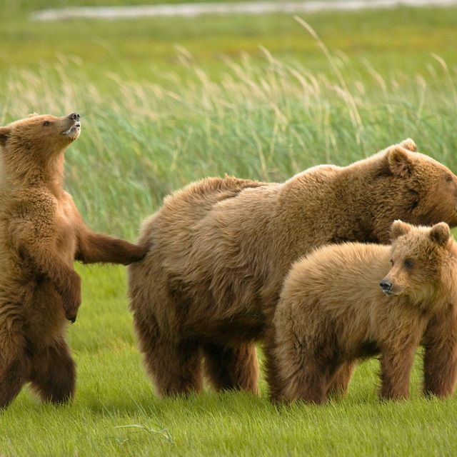 A mother brown bear stands in a grassy field with her two cubs.
