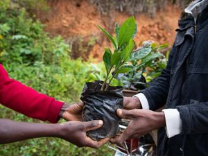 Two hands holding a seedling.