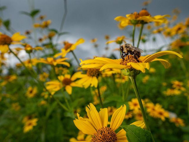 Bumblebee