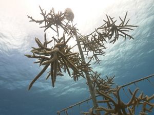 a coral tree underwater upward view
