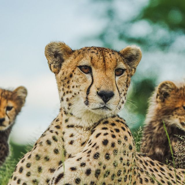 Three cheetahs.