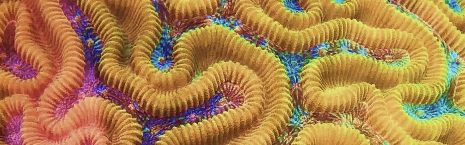 a colorful coral close up