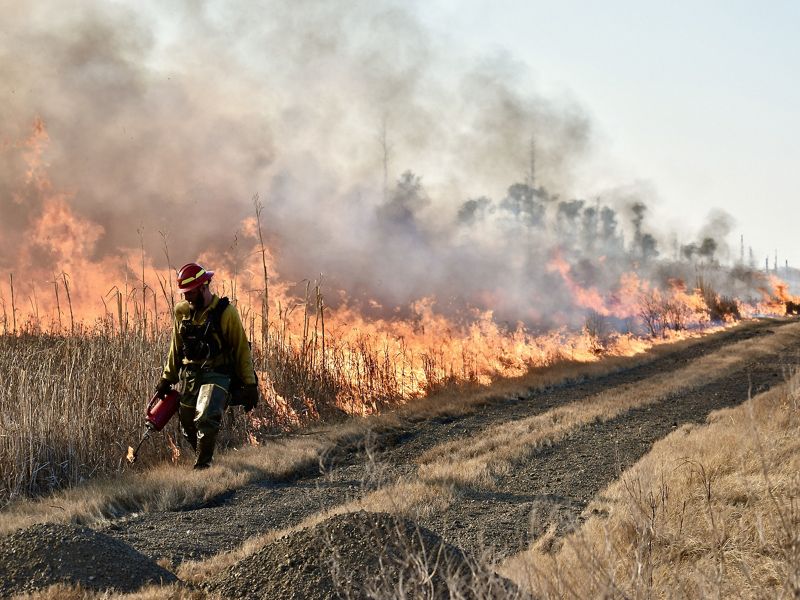 A man in fire gear walks along a dirt road using a drip torch to ignite a controlled burn. A wall of smoke and fire rises behind him.