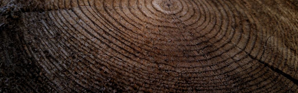 Closeup of a cross-section of a tree showing many rings.