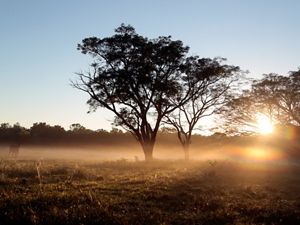 view of silhouetted trees at sunset.