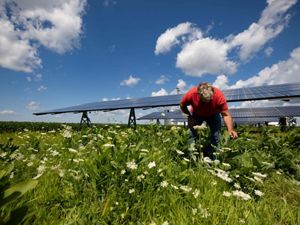 A person bends over in a field to look at plants; solar panels are behind the person.