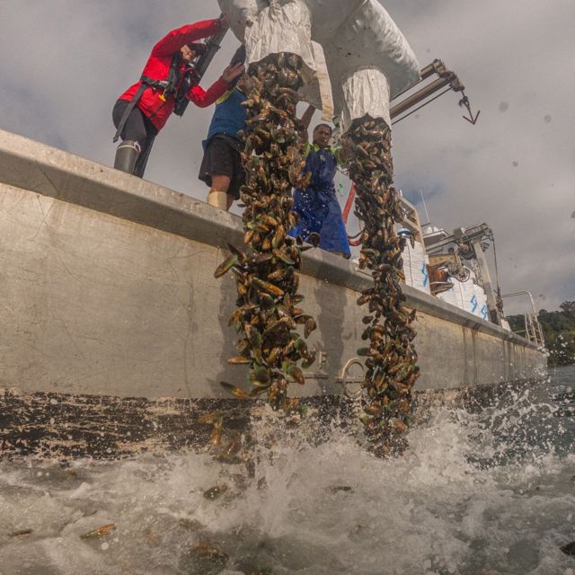 Thousands of mussels rush out of two large white chutes from a boat into the ocean while three people stand on deck and steady the chutes. 