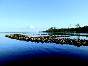 The top of an oyster reef is exposed at low tide. The reef curves along the edge of the water.
