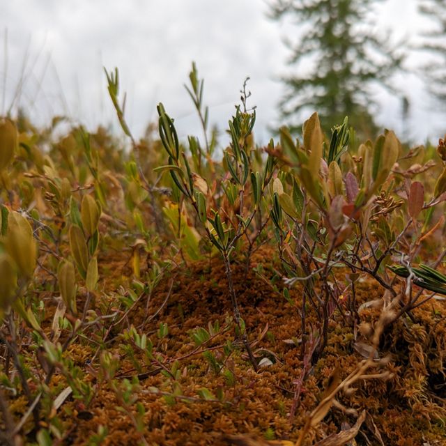 Closeup of leafy plants growing in a bog.