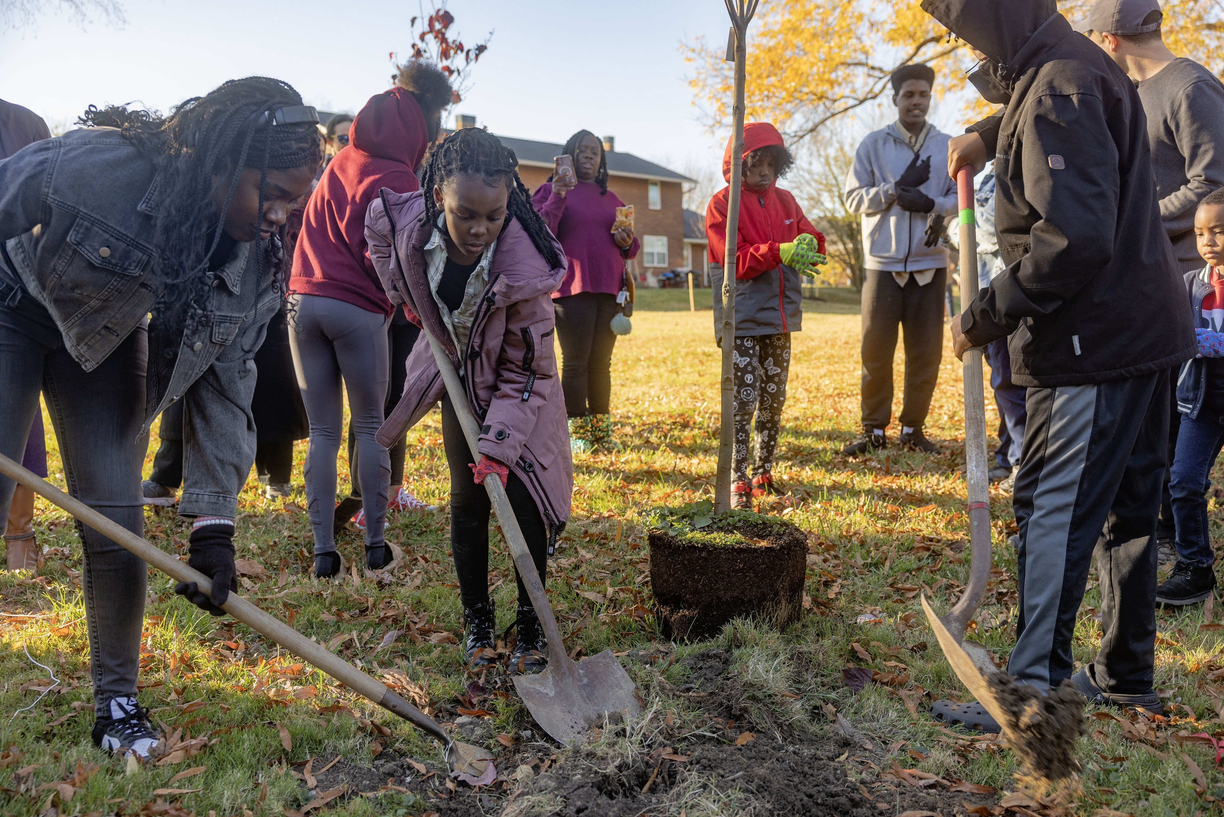 Several children wearing jackets dig with shovels near a sapling waiting to be  planted.