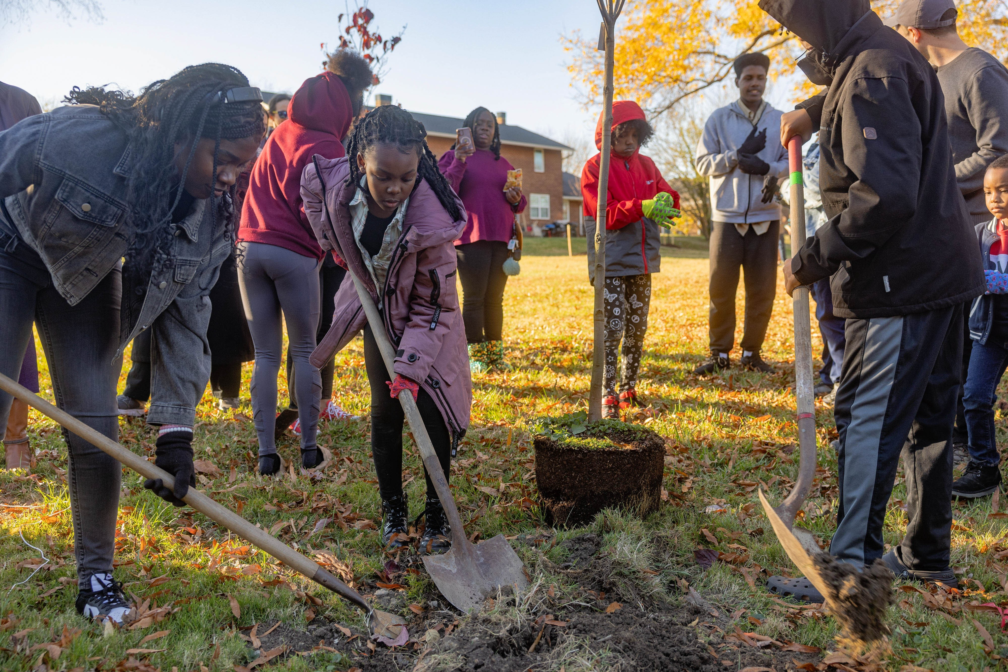 Several children wearing jackets dig with shovels near a sapling waiting to be  planted.