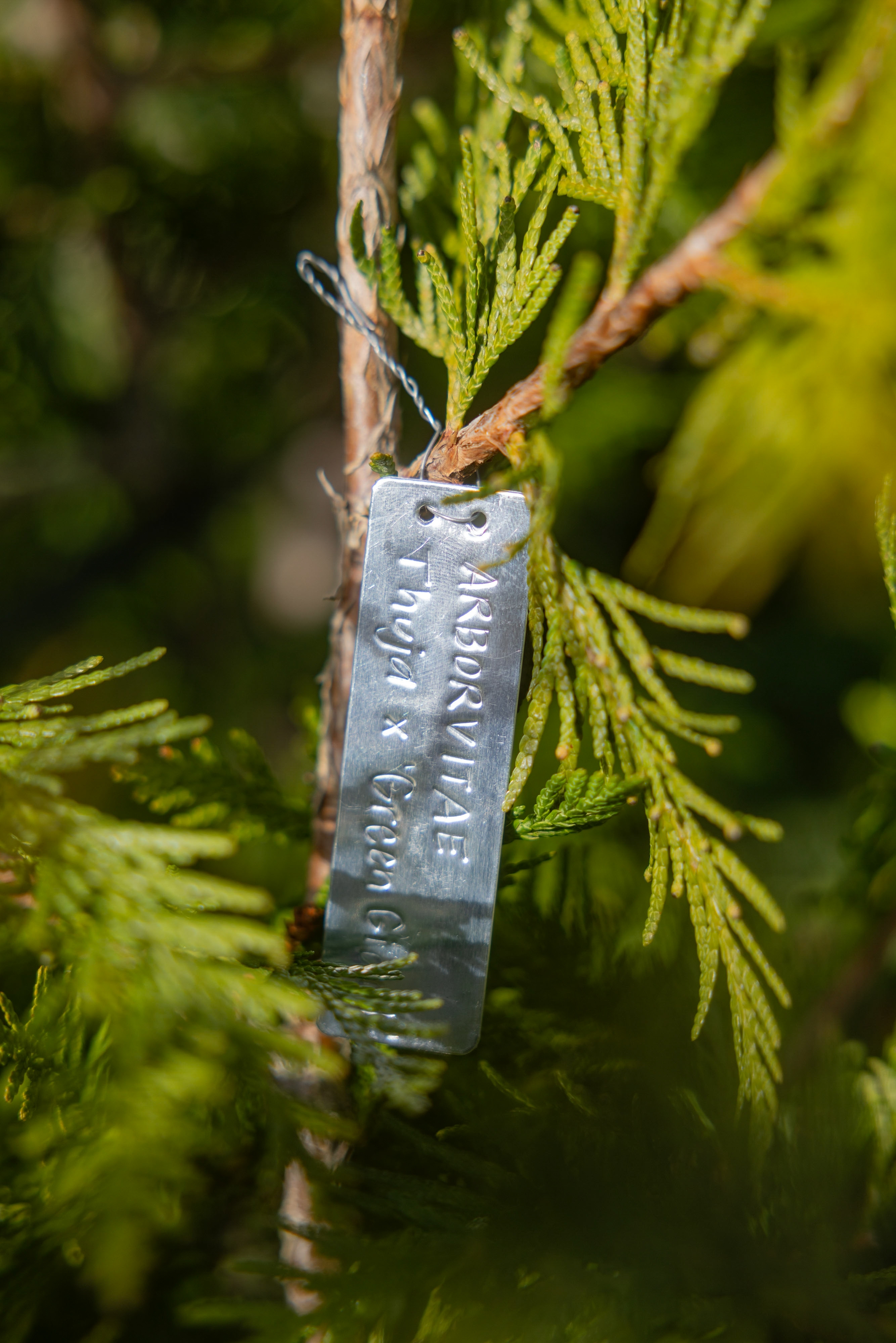 A close up of a silver tag on the limb of a pine-type of tree branch. Tag reads: Arborvitae.