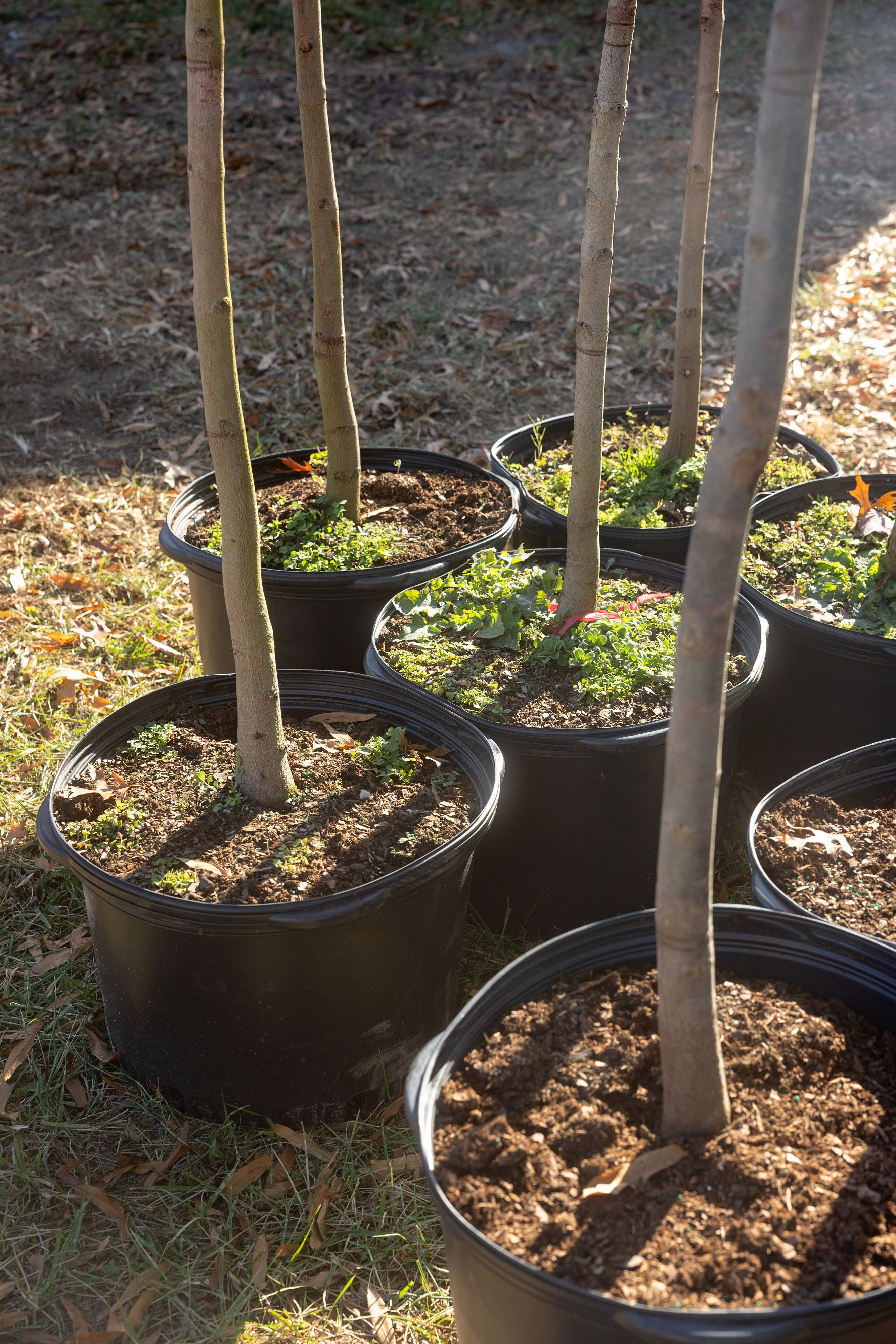 A close up of several sapling trees in black pots.