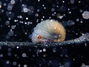 a paper nautilus surrounded by sparkling particles.