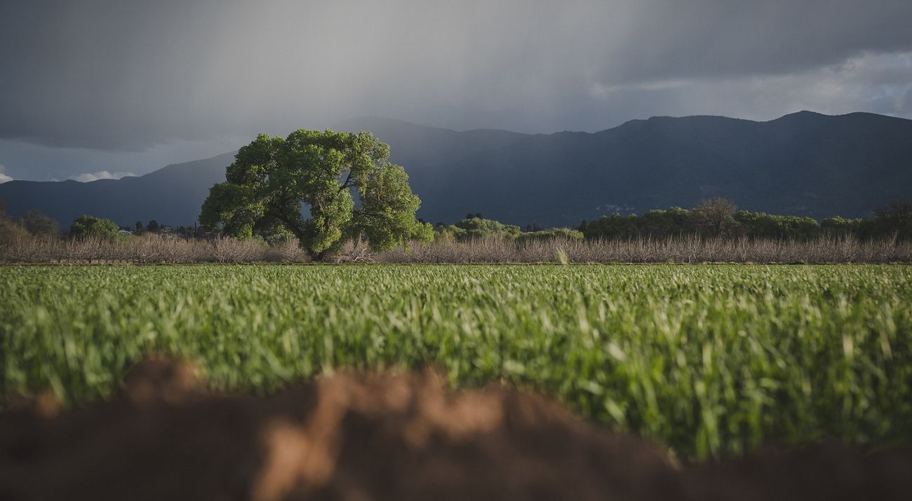 a barley field with one lone tree beneath dark skies.