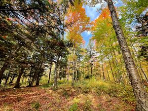 A fall-colored forest with a variety of trees and blue sky above.