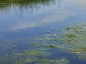 Yellow water-lily in River Wensum (a chalk stream) near Bintree Watermill, Norfolk, England.