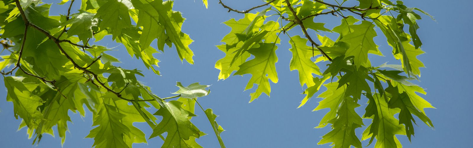 Closeup of oak leaves against a blue background.