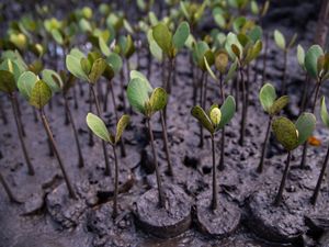 Young mangrove saplings shoot out of mud in Kenya.