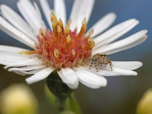 A peppered jumping spider on a flower.