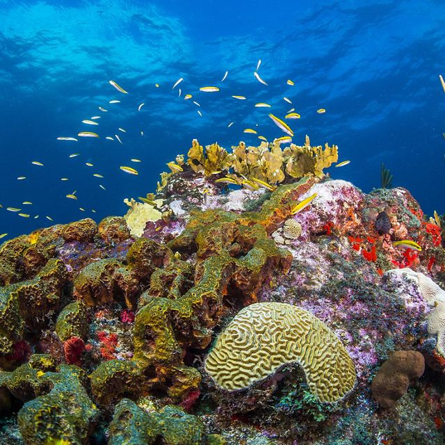 Underwater view of vibrantly colored corals and a school of small yellow fish swimming around them.