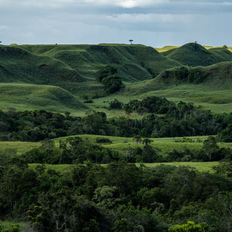 green grassy hills interspersed with trees.