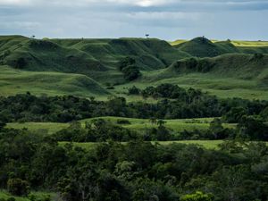green grassy hills interspersed with trees.