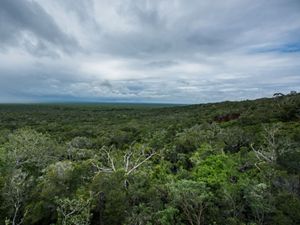 Aerial view of a forest.
