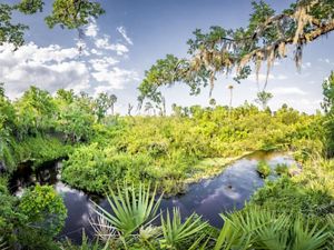 A green natural area with a river running through it with blue skies.