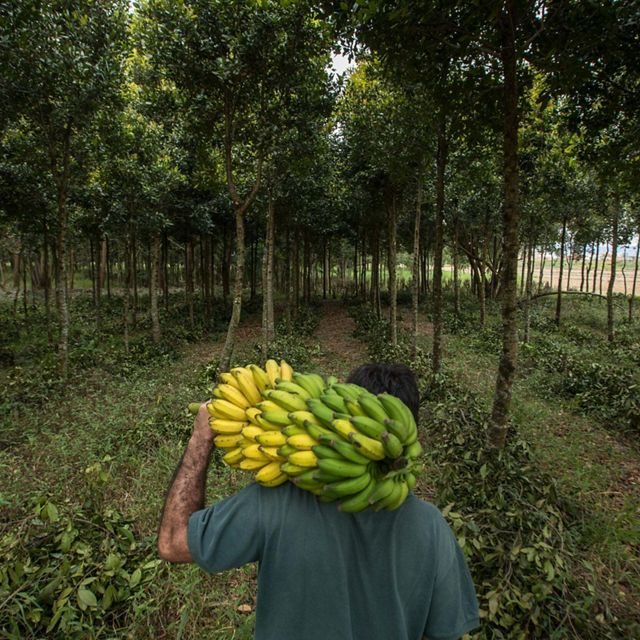 Farmer carries a bunch of bananas through agroforestry system.