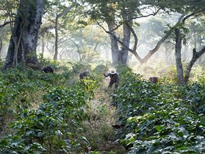 Workers clear undergrowth with machetes in shade-grown coffee crops in Guatemala.
