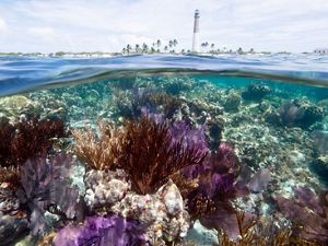 Coral reef with Loggerhead Key Lighthouse in the background. Loggerhead Key, Dry Tortugas National Park, Florida.