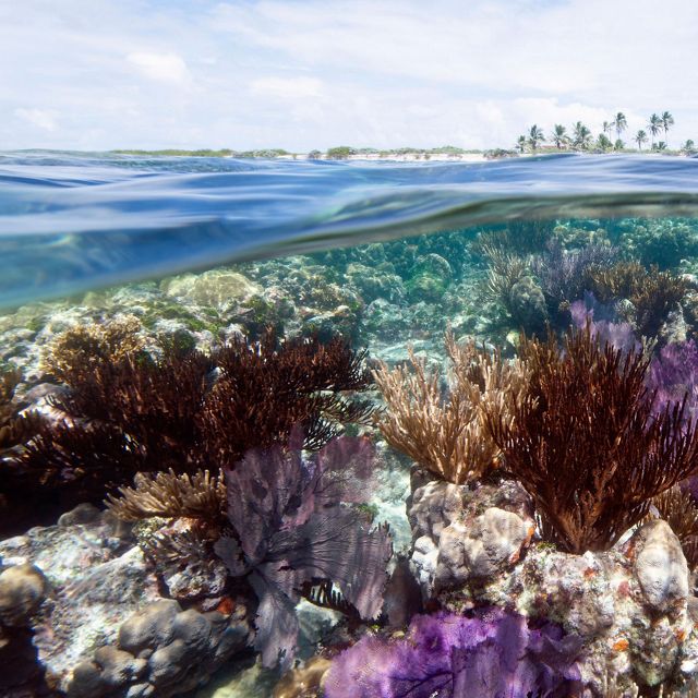coral reef