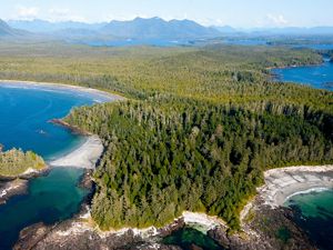 Aerial view of green trees surrounded by water.