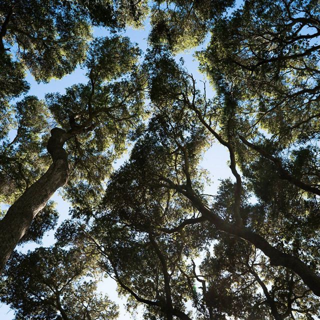 Looking up in a forest at the tree canopy.