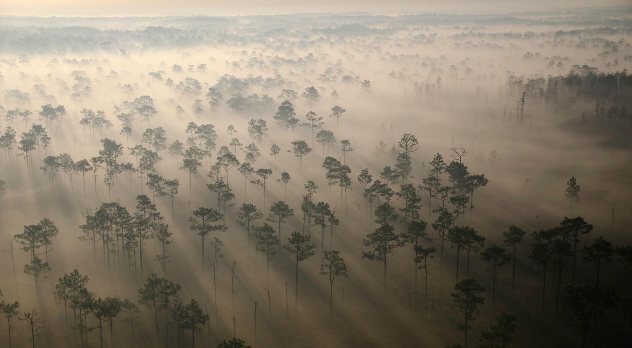 Haze roaming over trees from an aerial view.