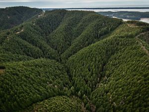Aerial view of forests and valley.