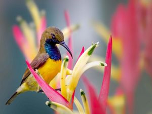a colorful bird with a long beak sits atop a colorful flower.