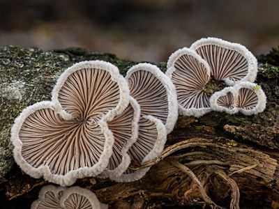 Four fan shaped mushrooms with delicate gills sit on a rotting log.