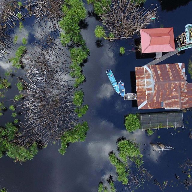 Aerial view of peatlands on the Koran River, Indonesia.