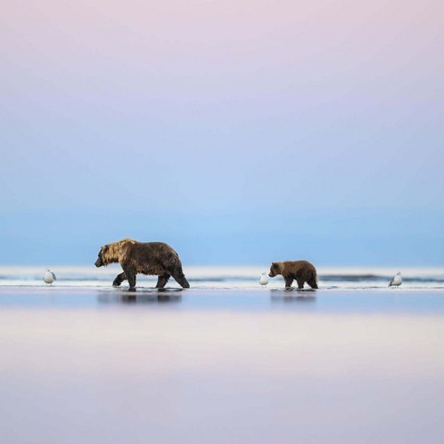 Three bears walking on the beach.