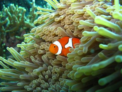 A bright orange clownfish floats within the tentacles of an anemone.