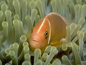 A clownfish pokes it head out from an anemone.