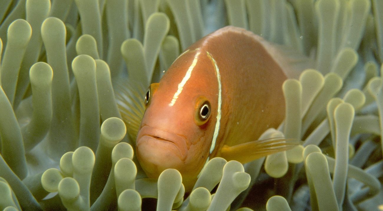 A clownfish pokes its head out from an anemone.
