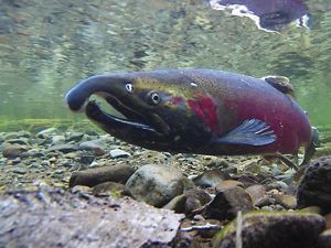 An underwater closeup of a large red salmon.