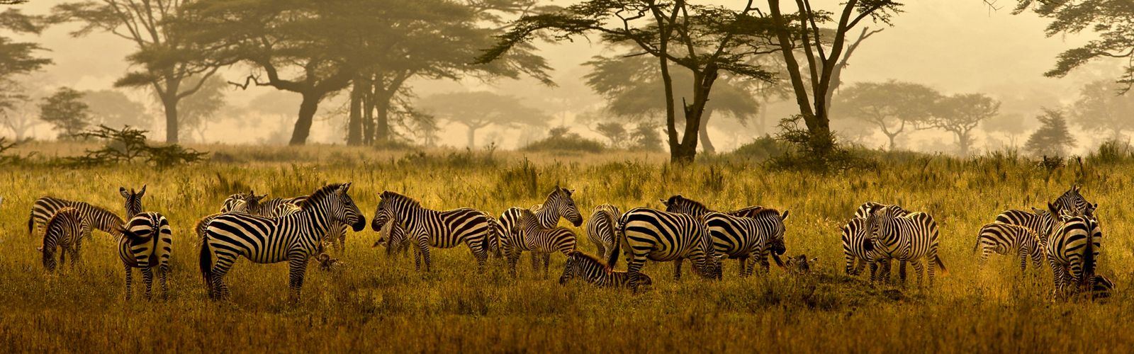 A herd of zebras stand in tall golden grasses on the Serengeti in Tanzania.